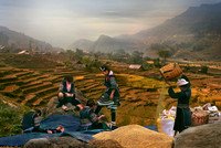 Rice Harvest