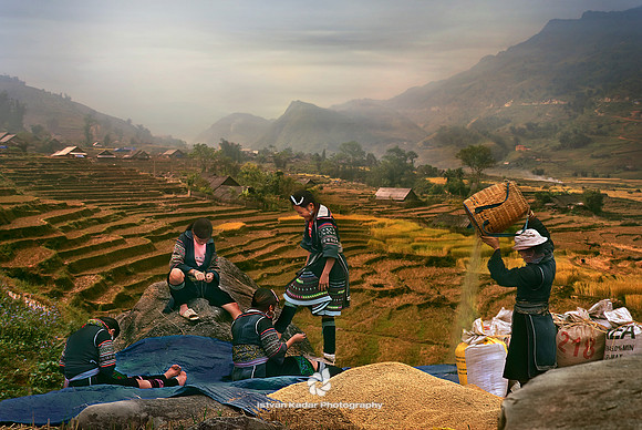 Rice Harvest