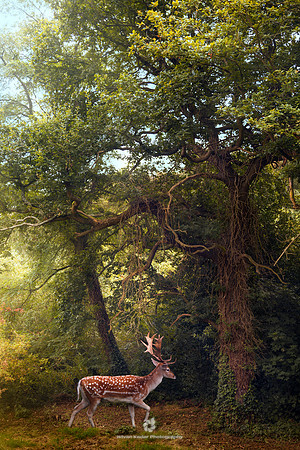 Great Prince of the Forest