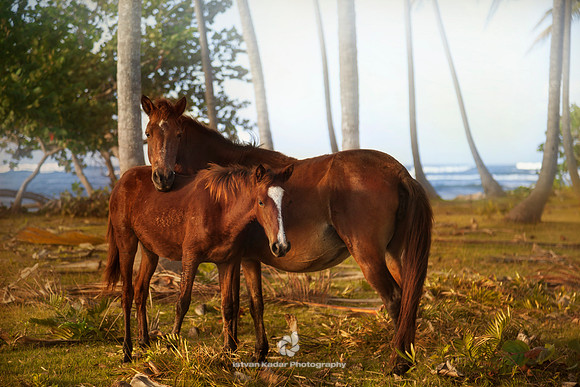 Mom’s Care