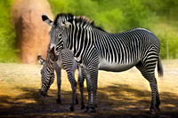 Grevy’s Zebras (Equus grevyi)