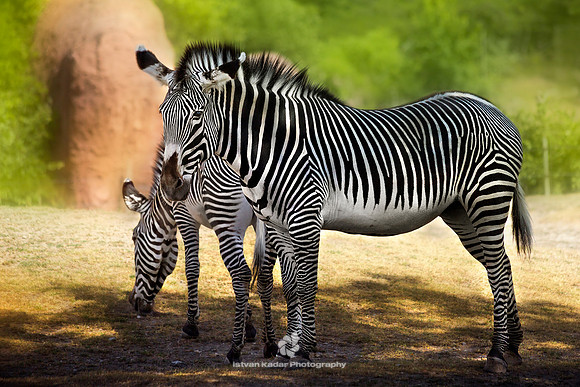 Grevy’s Zebras (Equus grevyi)