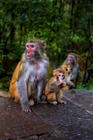 Rhesus Macaques (Macaca mulatta)
