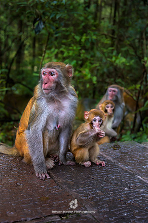 Rhesus Macaques (Macaca mulatta)