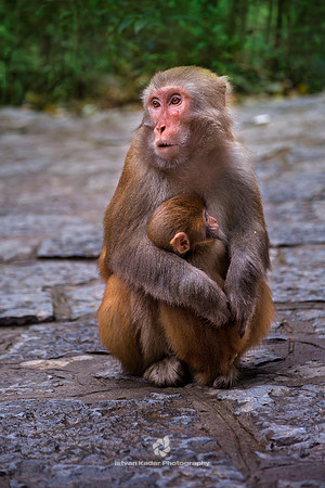 Mom's Hug