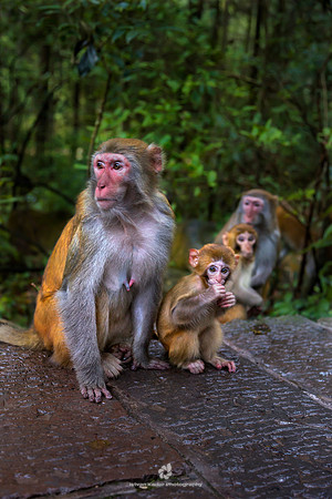 Rhesus Macaques (Macaca mulatta)