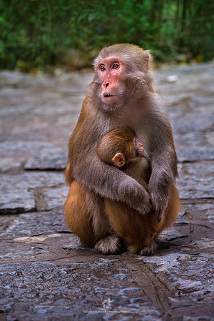 Mom's Hug