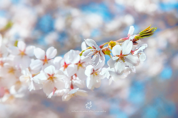 Spring Blossoms