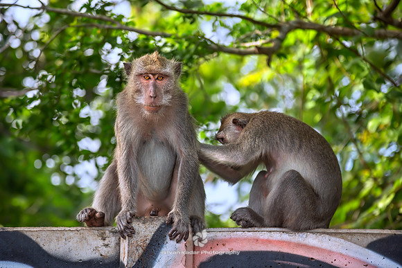 Grooming Macaques