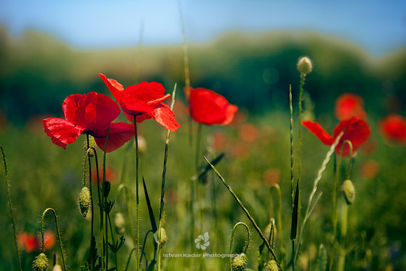 Poppies