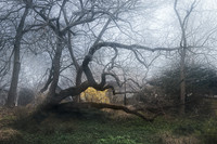 Twisted Trees, Central Park, NYC