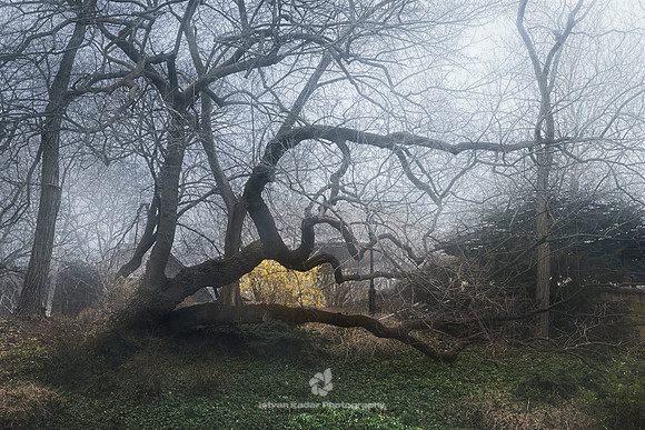 Twisted Trees, Central Park, NYC
