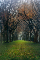 Treelined, Central Park, NYC