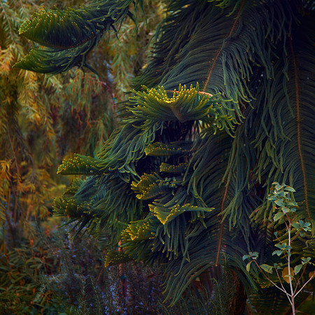 Immortal Pine