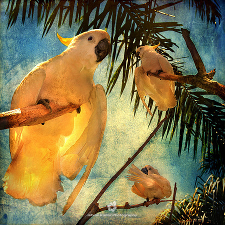 Cockatoos