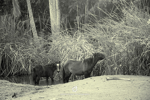 Horses Bathing