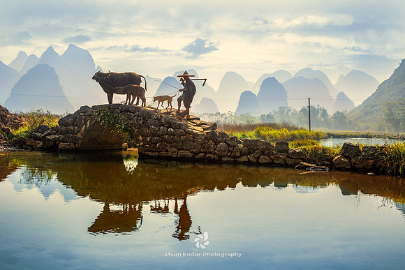 Buffalo Farmer