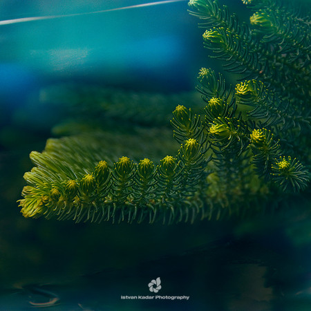 Green Joy