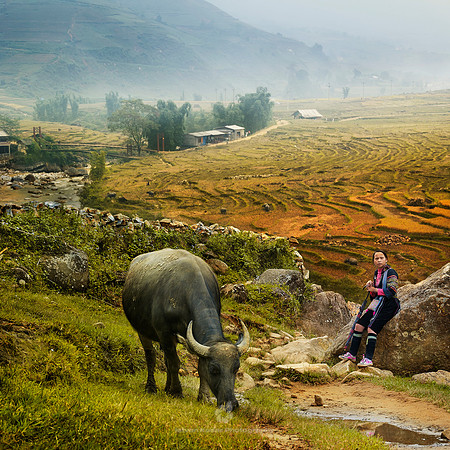 Black Hmong Woman with Water Buffalo