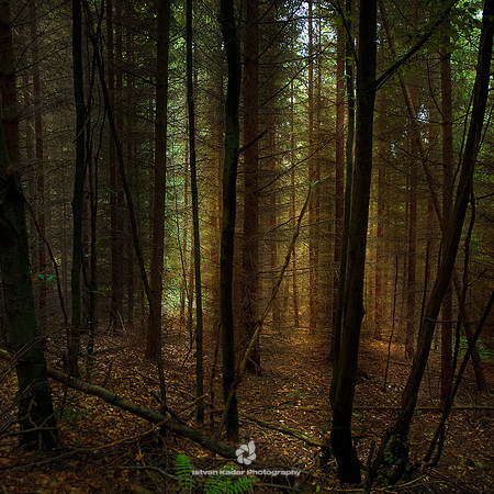 Beech Forest