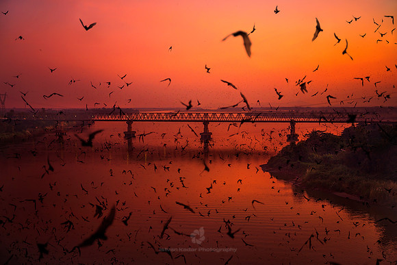 Bats Fly Out from Linno Gu Cave, Pha-Ane, Myanmar