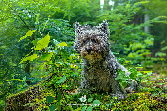 Pipacs in the Woods