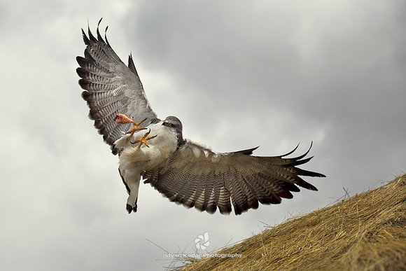 Widespread Wings