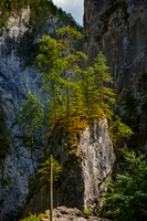 Rock Trees, Bicaz Gorges, Eastern Carpathians, Transylvania