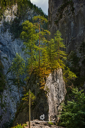 Rock Trees, Bicaz Gorges, Eastern Carpathians, Transylvania