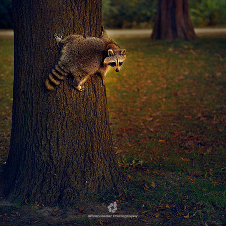 The City Raccoon