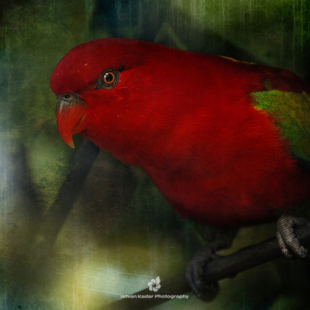 Chattering Lory