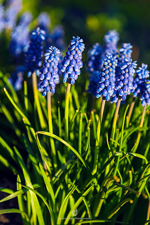 Grape Hyacinth (Muscari Armeniacum)