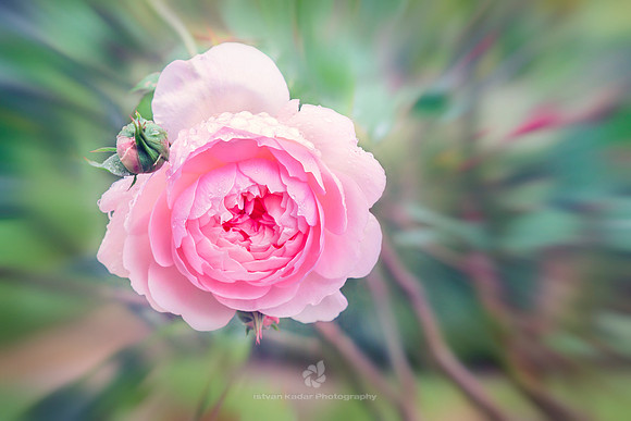 La Vie en Rose
