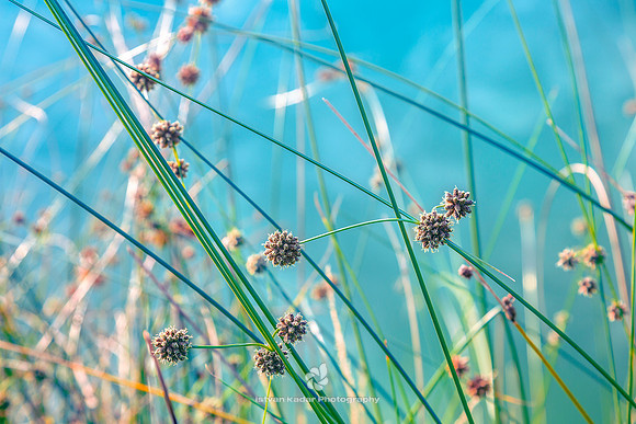 Lake Grass