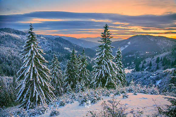 Evergreen Forests, Transylvania