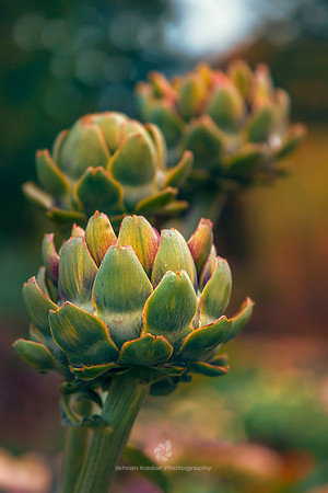 Artichokes