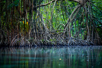 Caribbean, "Caño Frió", "Dominican Republic", Freshwater, Idyllic, Island, Lagoon, Landscape, Light, Mangrove, Nature, Outdoors, Peninsula, "Playa Rincon", "Plody mangrovnika", "Rhizophora mangle", "R