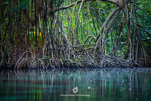 Caribbean, "Caño Frió", "Dominican Republic", Freshwater, Idyllic, Island, Lagoon, Landscape, Light, Mangrove, Nature, Outdoors, Peninsula, "Playa Rincon", "Plody mangrovnika", "Rhizophora mangle", "R