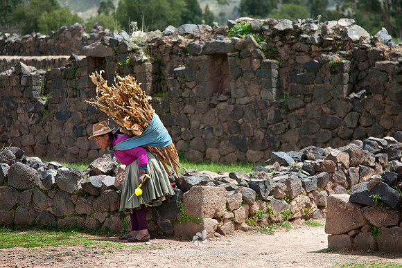 Old Woman Carrying Corn-stalk