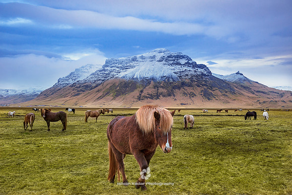 Icelandic Horses