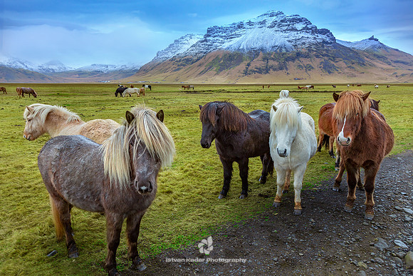 Icelandic Horses