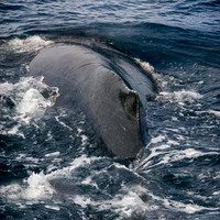 Humpback Whale