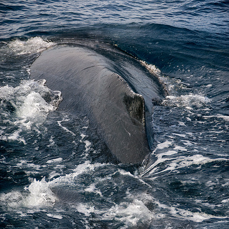 Humpback Whale