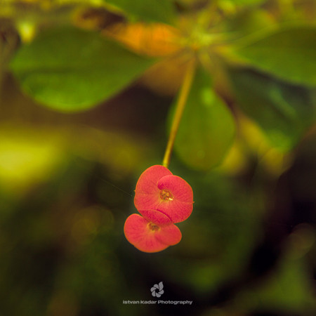 Little Flower