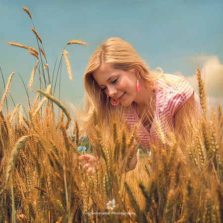 The Cornflower