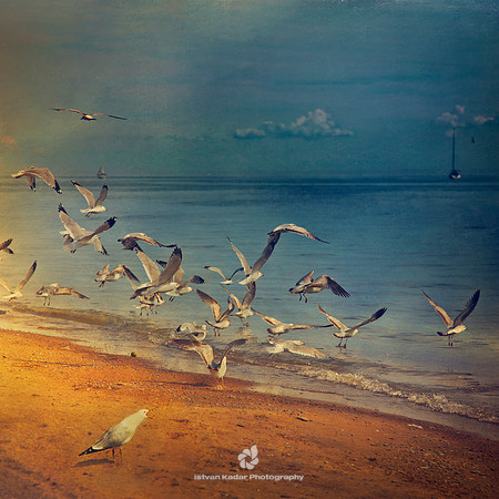 The Screaming Seagull