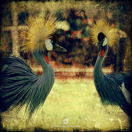 Crowned Cranes