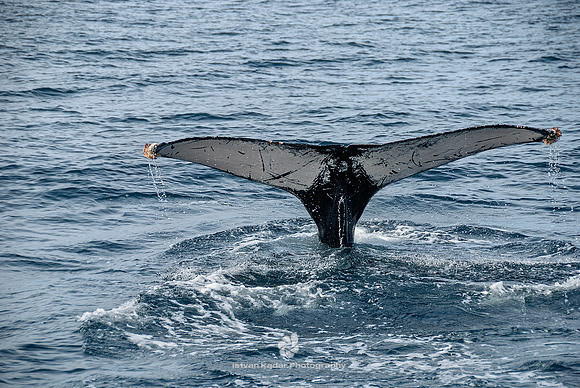 Humpback Whales