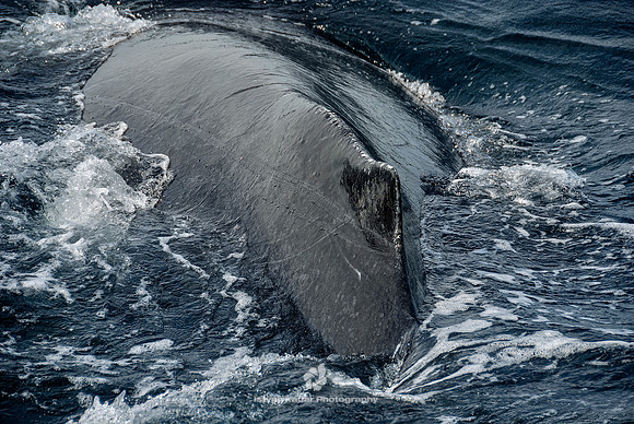 Humpback Whales
