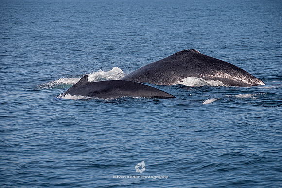 Humpback Whales